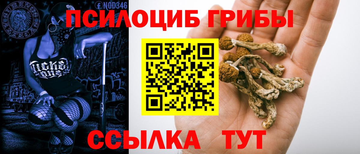 Псилоцибиновые грибы Cubensis  Вход с VPN  Псилоцибиновые грибы прущие грибы  Россия 